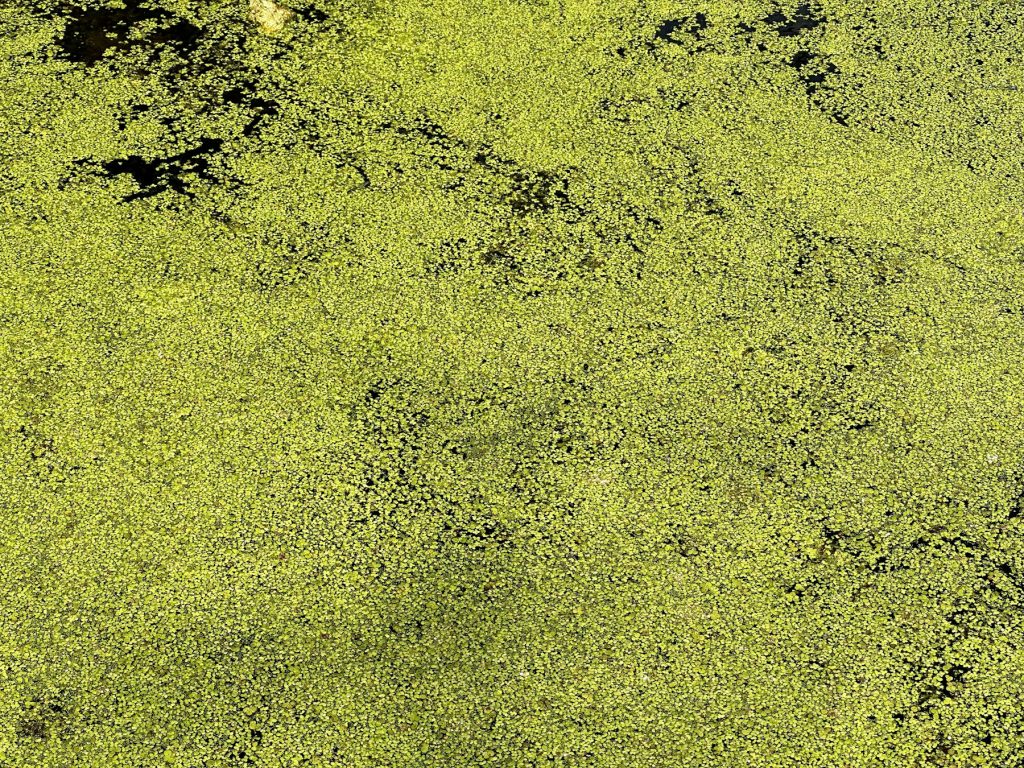 Algae growth spreading across a water surface