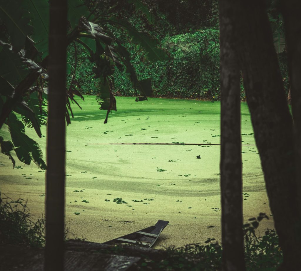 Green algae-covered water needing recovery treatment