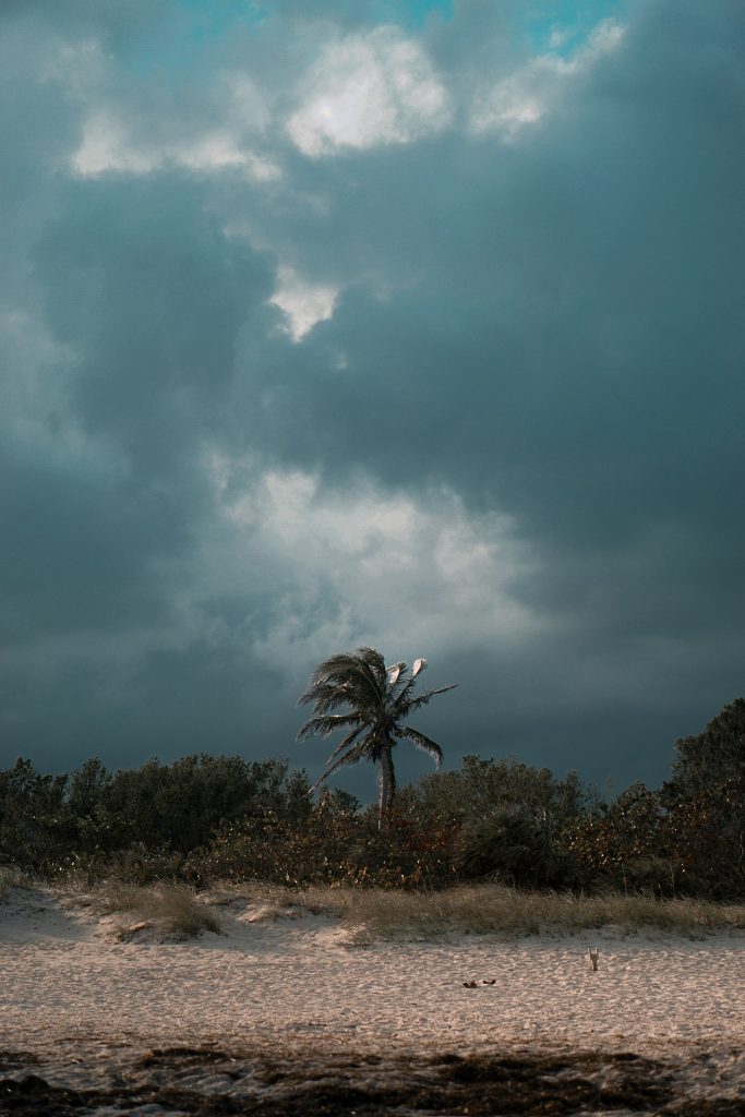 Storm clouds above a palm tree